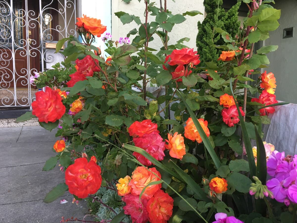 Private Garden Retreat by Golden Gate Park - Photo 28