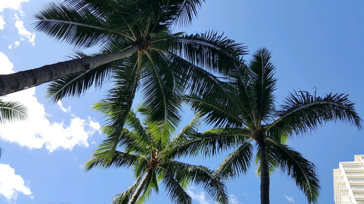 Condo in Honolulu · ★4.66 · Studio · 2 beds · 1 private bath - Image 17