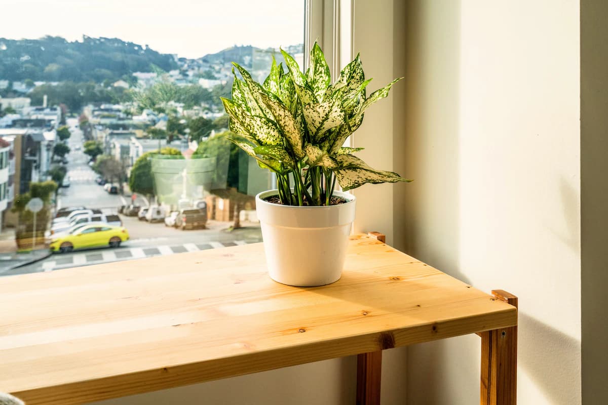 Garden-entry home with skyline views in NoPa - Photo 24