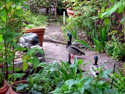 Luxury Guest Suite in NOPA, Near Castro & Haight - Photo 17