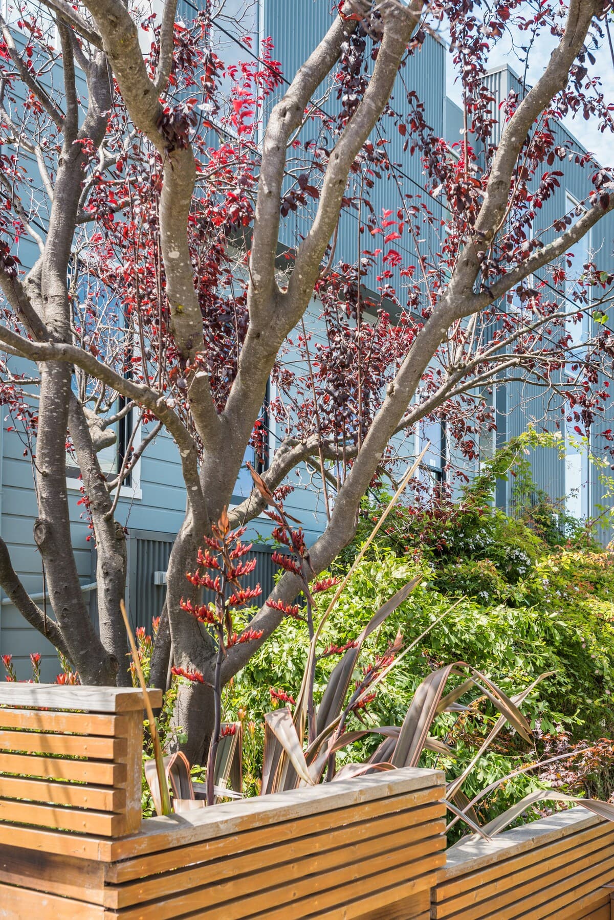 Noe Valley Victorian Reborn Bay Views, Garden - Photo 64