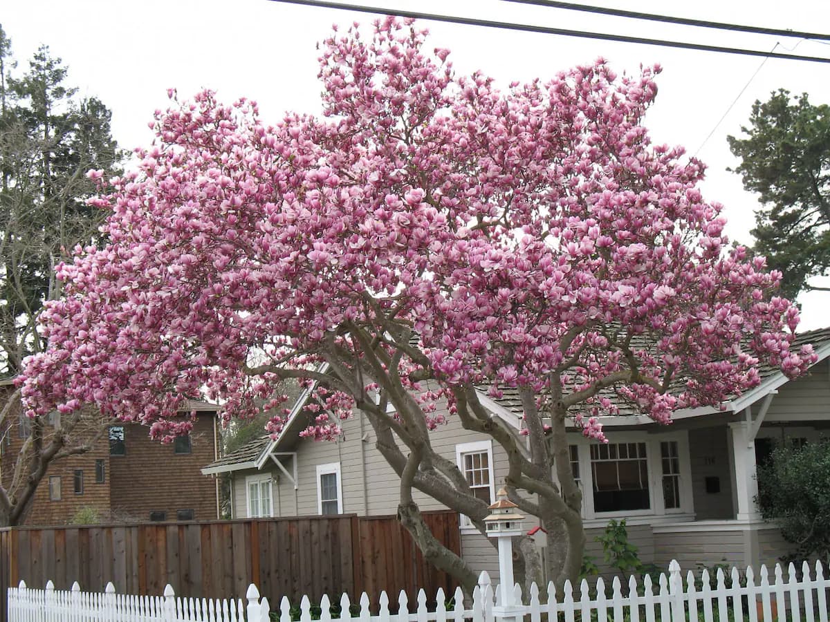 Guesthouse in Menlo Park · ★4.94 · 1 bedroom · 2 beds · 1 bath - Image 28