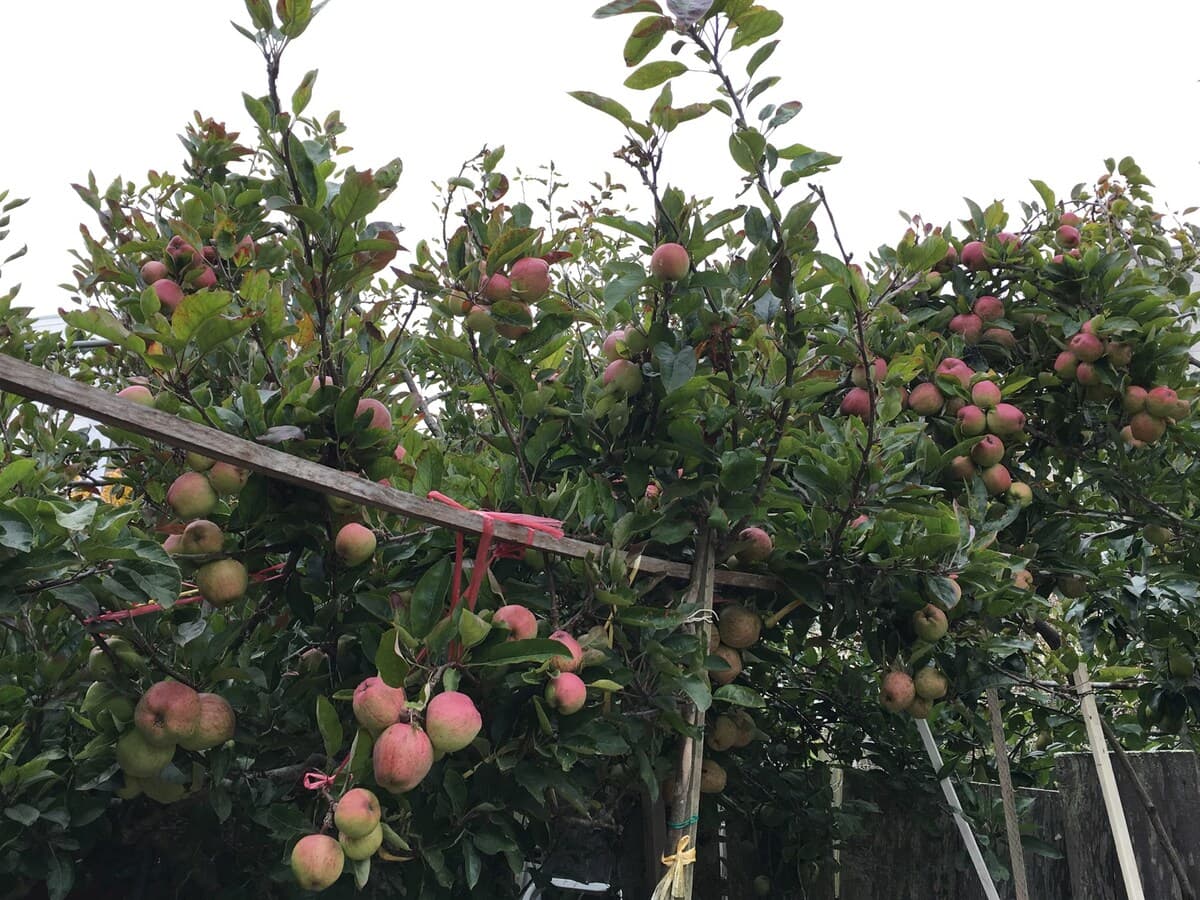 Private Garden Retreat by Golden Gate Park - Photo 21