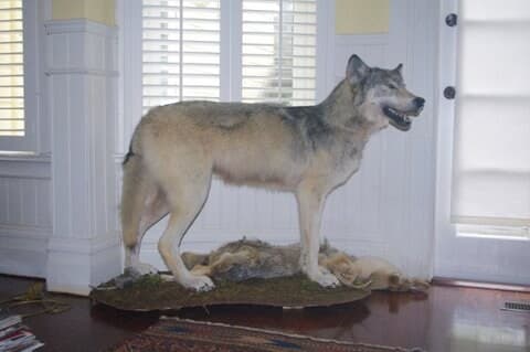 Elegant Victorian Flat in Haight - Photo 26