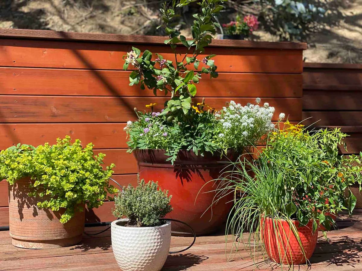 Peaceful Garden Retreat Near Downtown & SFO - Photo 20