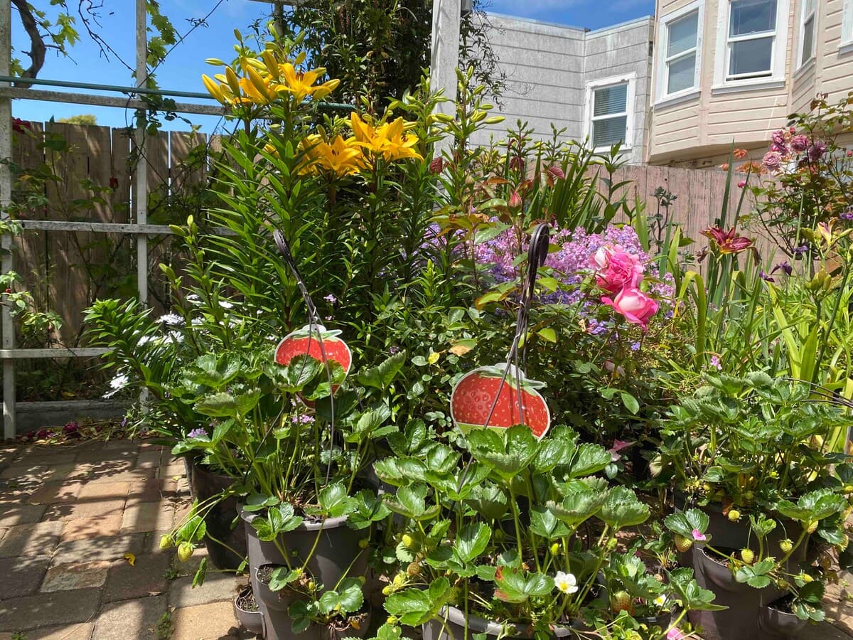 Inner Sunset Garden Retreat, Near Golden Gate Park - Photo 25