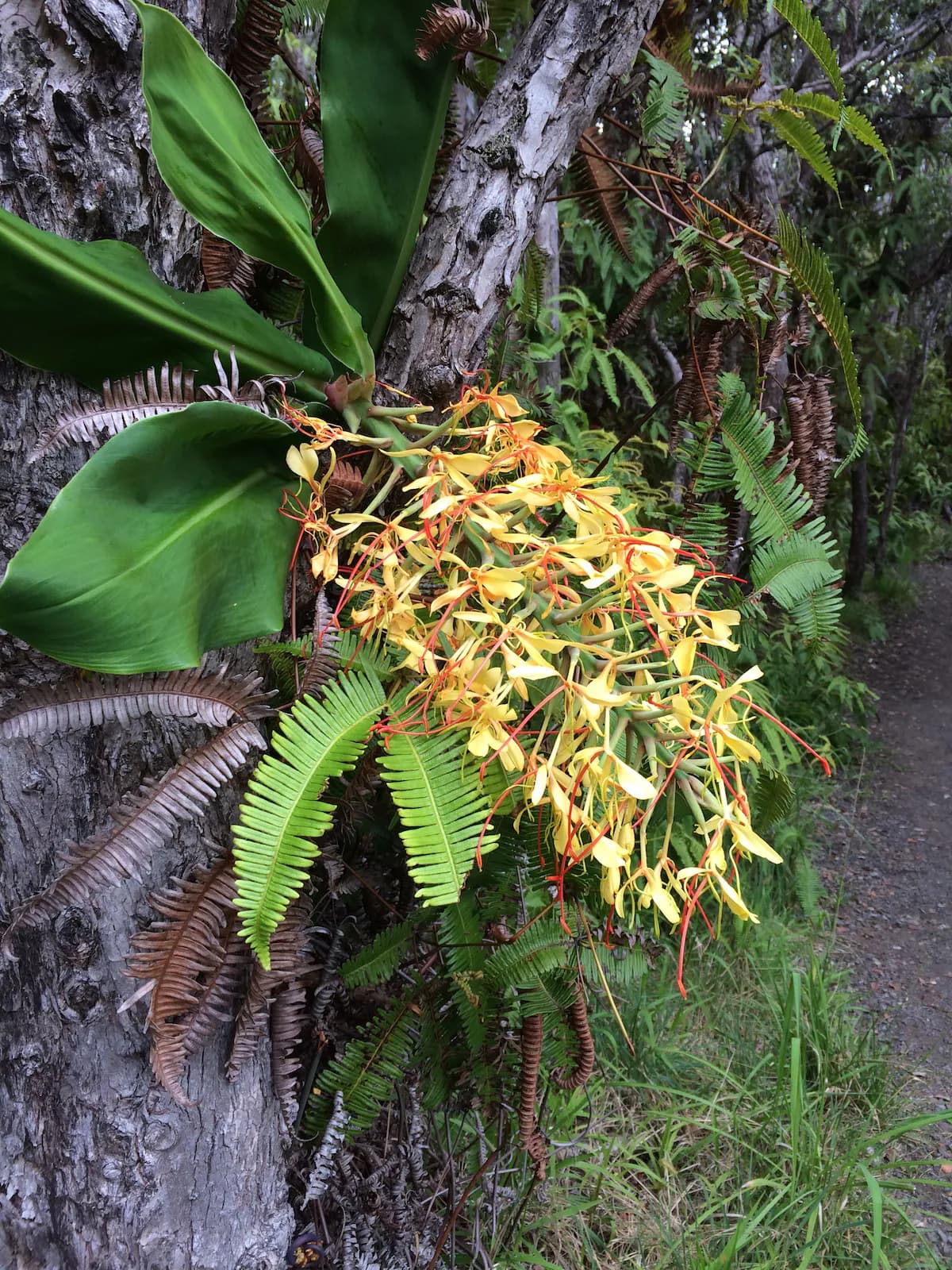 Explorer's Bungalow - Explore Volcanoes NP! - Image 56