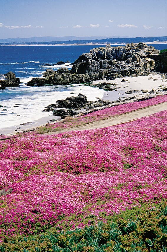 Home in Pacific Grove · ★4.9 · 3 bedrooms · 4 beds · 3 private baths - Image 34