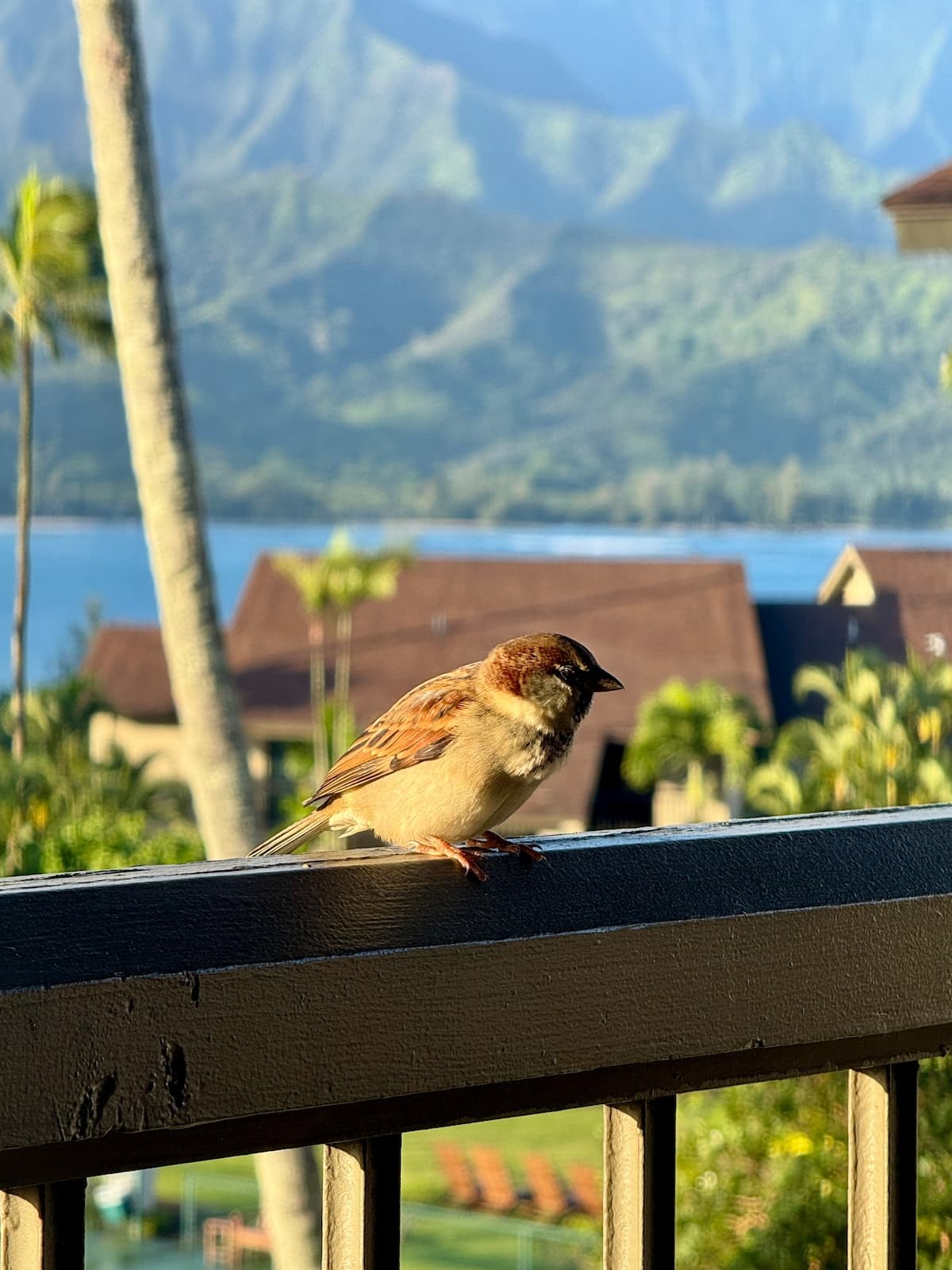 Condo in Princeville · ★4.92 · Studio · 1 bed · 1 bath - Photo 4