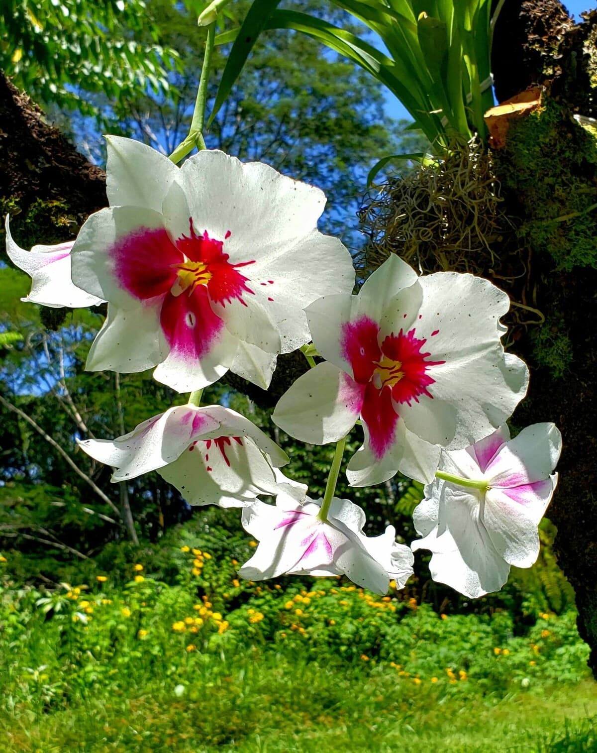 Home in Keaau · ★4.63 · 3 bedrooms · 3 beds · 2 private baths - Photo 5