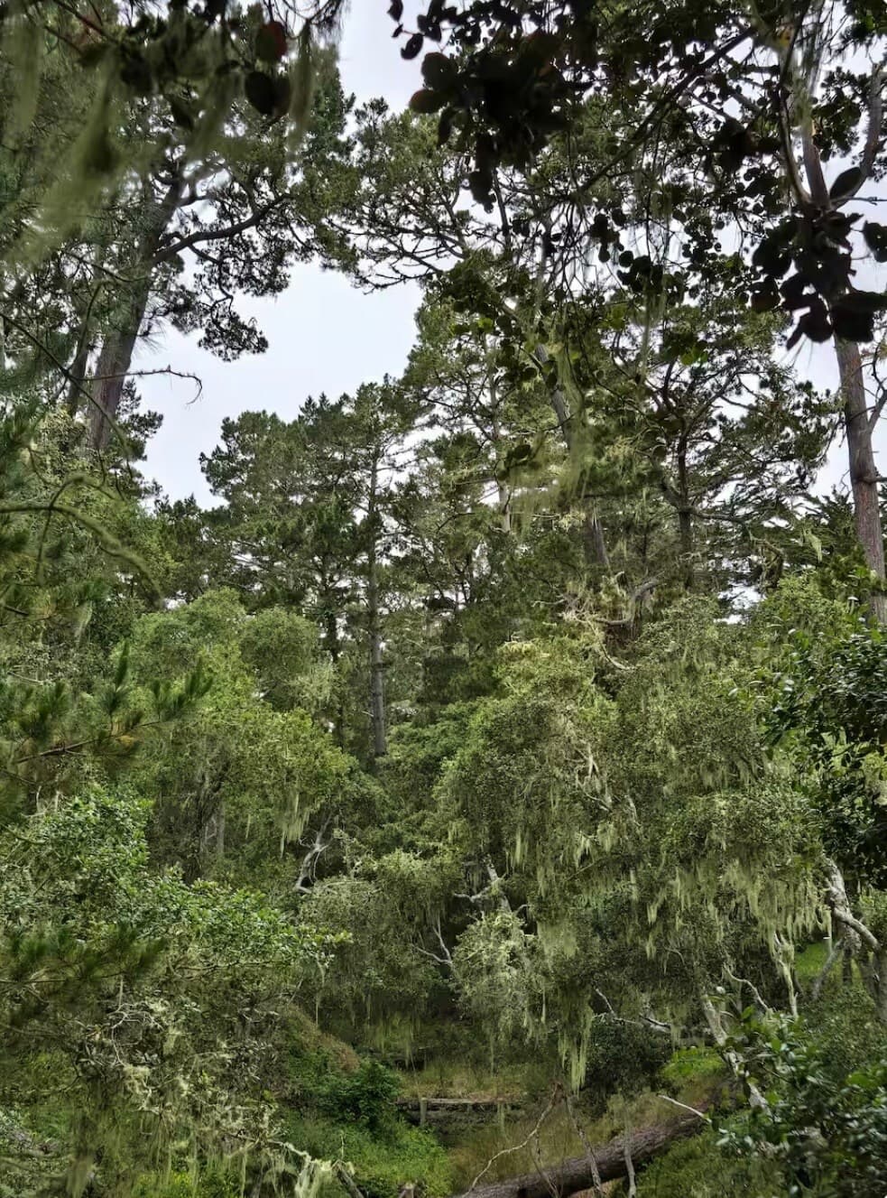 Skyline Forest Retreat with Pebble Beach Views - Photo 5