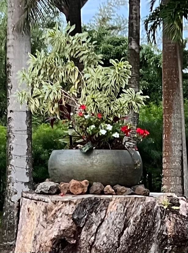 Ho'okipa Rose - Peace and Serenity - Photo 3