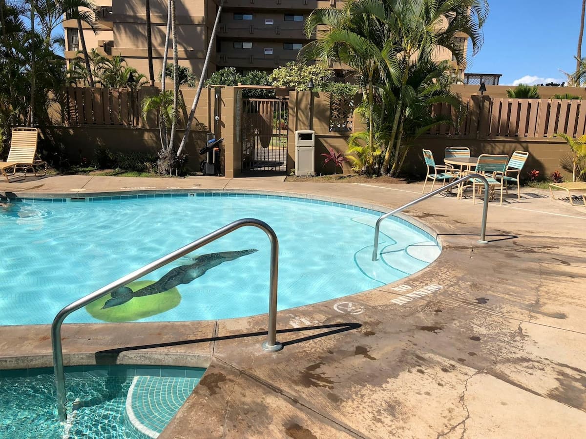 Condo in Lahaina · ★4.63 · 1 bedroom · 2 beds · 1 shared bath - Photo 4