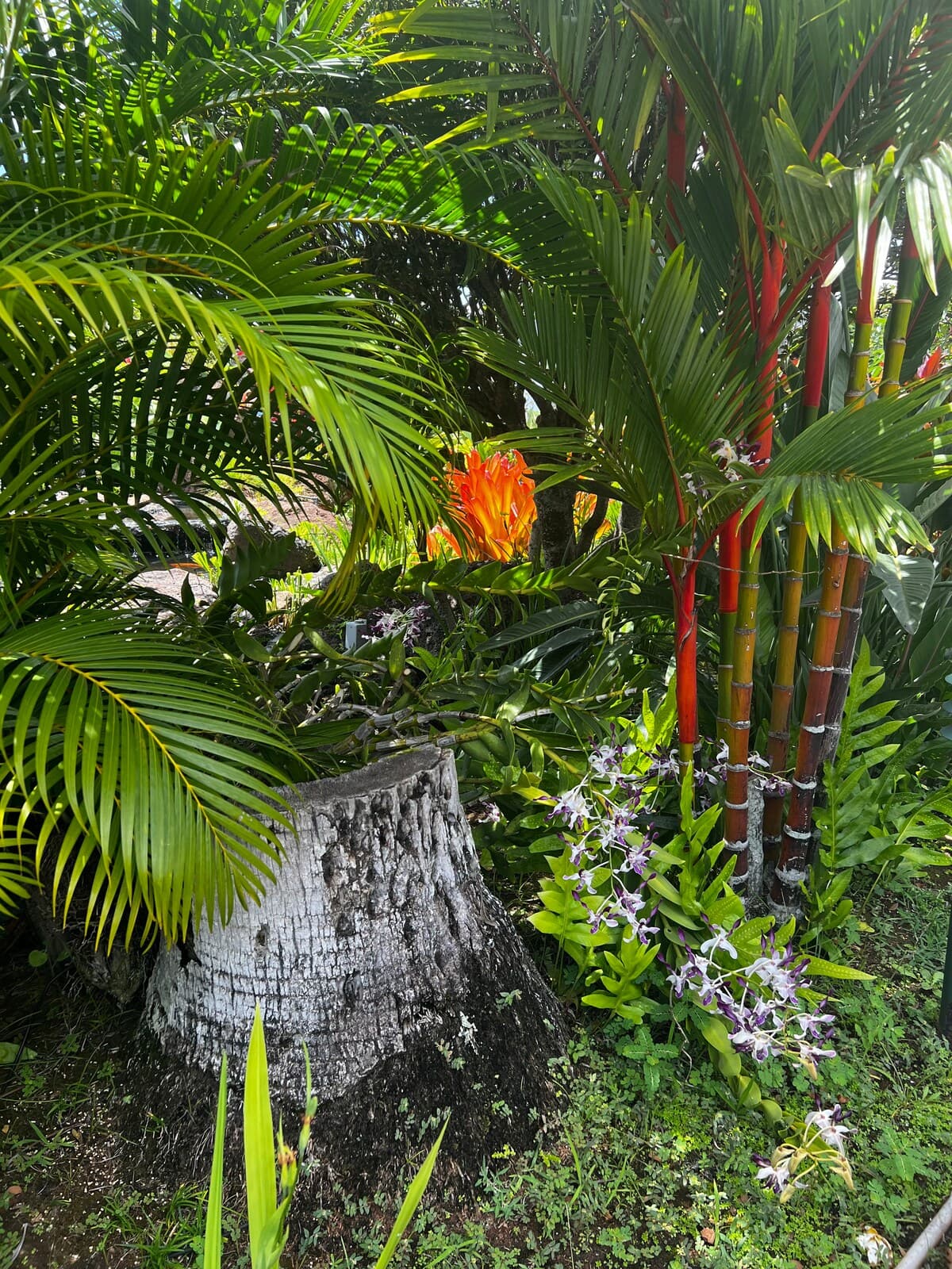 Resort in Lahaina · ★4.85 · Studio · 2 beds · 1 private bath - Photo 4