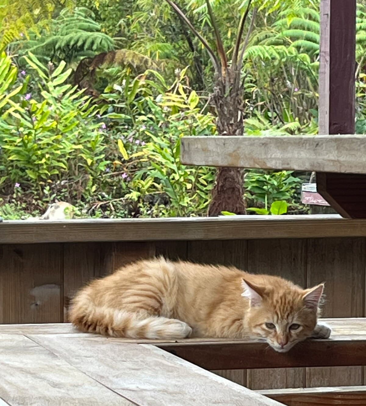 Guesthouse in Pahoa · ★4.97 · 1 bedroom · 1 bed · 1 private bath - Photo 5