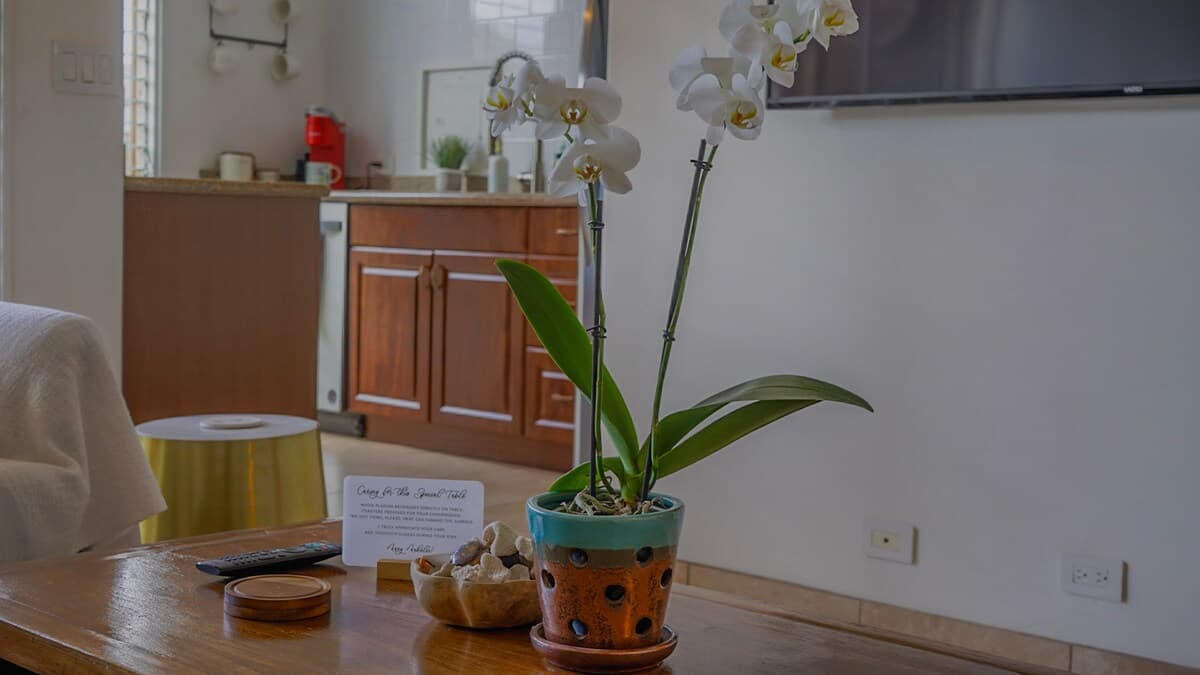 Location! Tropical King Suite: Steps to Beach - Photo 5