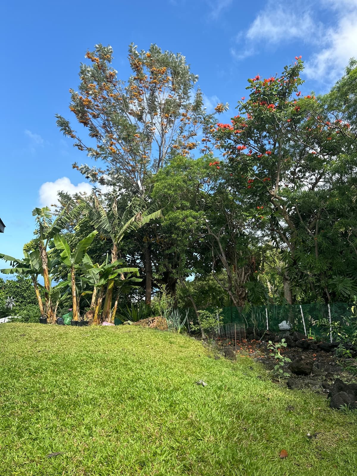 Guesthouse in Kailua-Kona · ★4.98 · 1 bedroom · 1 bed · 1 shared bath - Photo 5