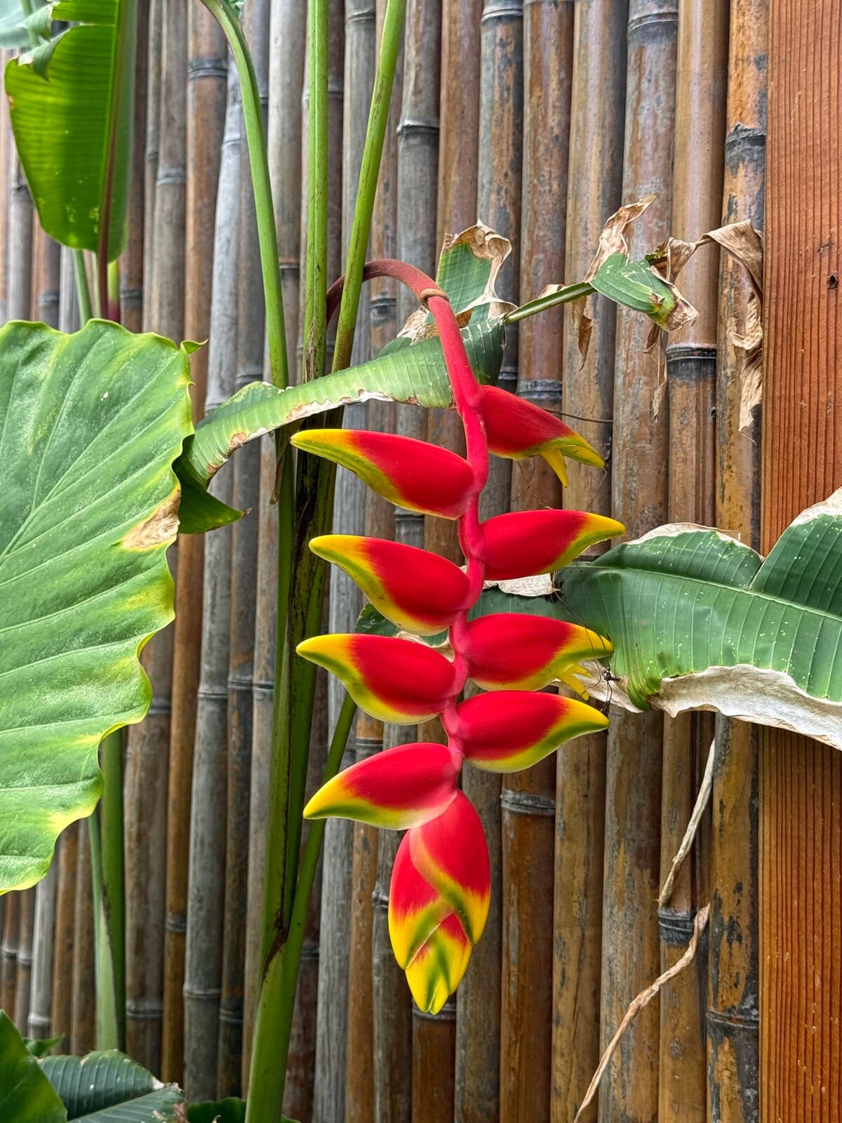 1 bedroom on Alii Dr close to Kona(no view)-M - Photo 5