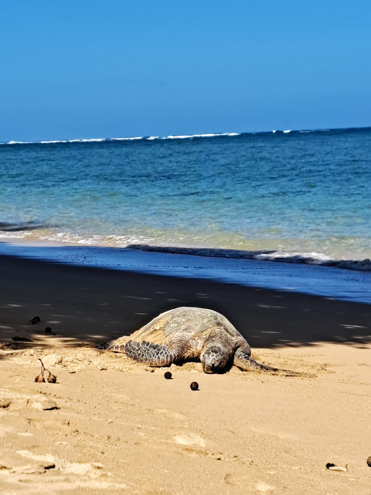 Condo in Hauula · ★4.88 · Studio · 3 beds · 1 private bath - Photo 5