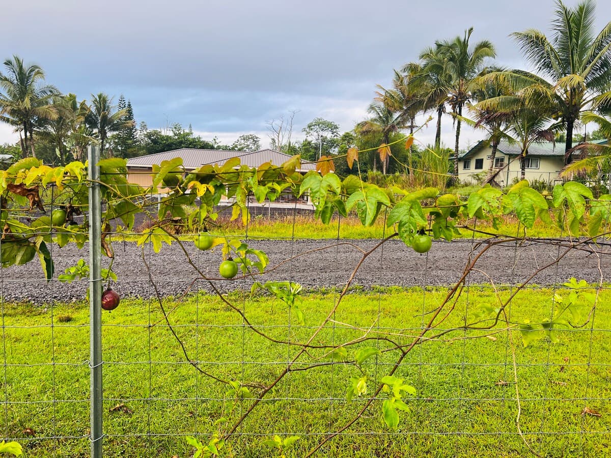 Home in Keaau · ★4.81 · 3 bedrooms · 4 beds · 2 private baths - Photo 5