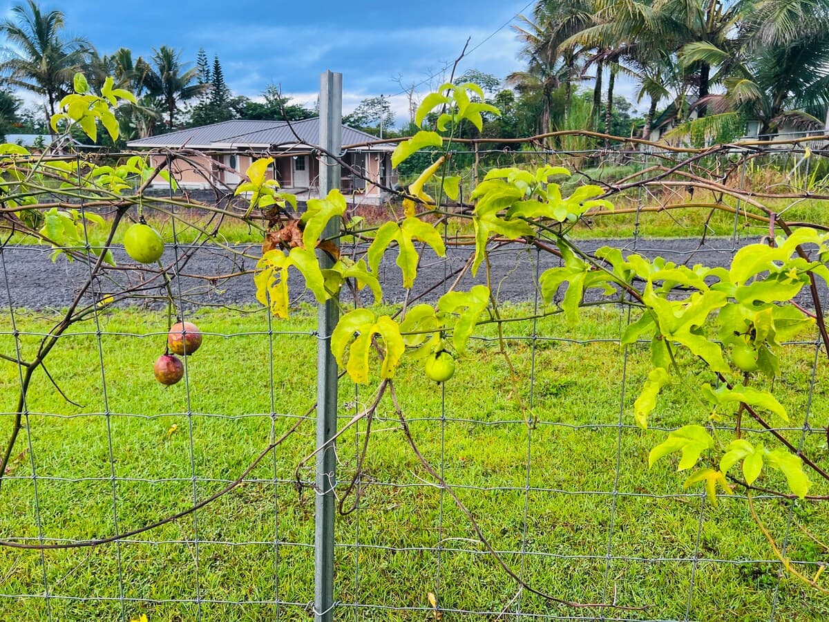 Home in Keaau · ★4.81 · 3 bedrooms · 4 beds · 2 private baths - Photo 1