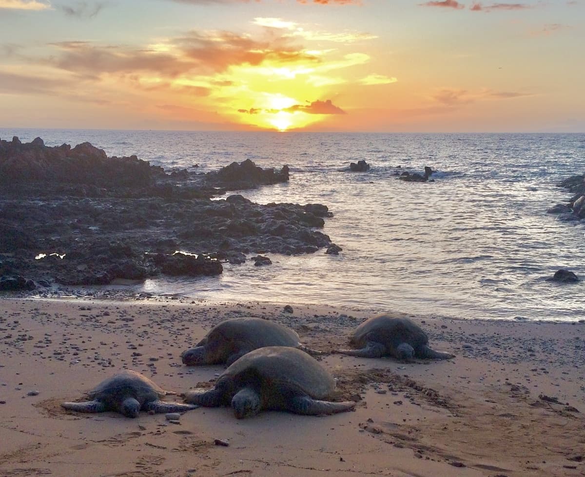 Honu Sunset Steps to the Beach! - Photo 1
