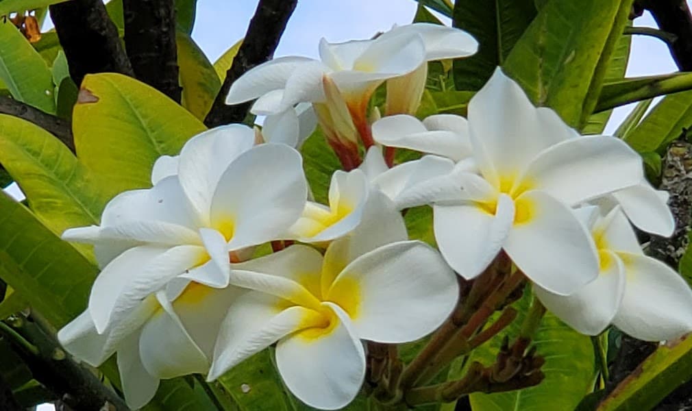 Condo in Kailua-Kona · ★4.61 · 2 bedrooms · 3 beds · 1 private bath - Photo 3