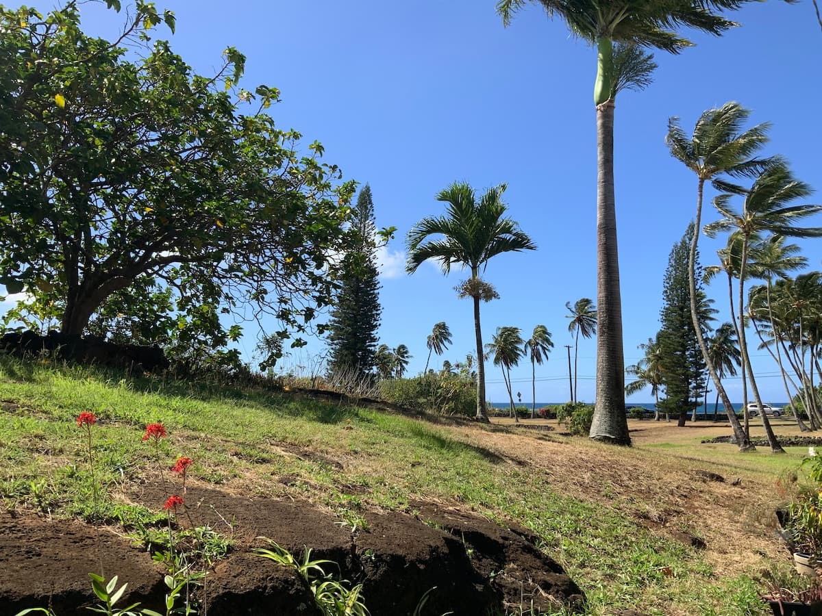 Condo in Koloa · ★4.9 · Studio · 1 bed · 1 bath - Photo 5