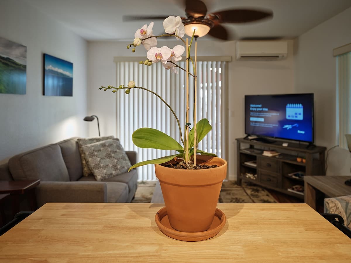Home in Kihei · ★4.97 · 1 bedroom · 1 bed · 1 bath - Photo 2