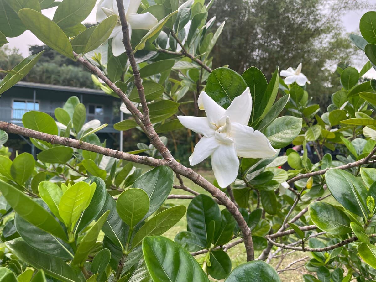 Home in Hana · ★4.88 · 2 bedrooms · 2 beds · 2 baths - Photo 5