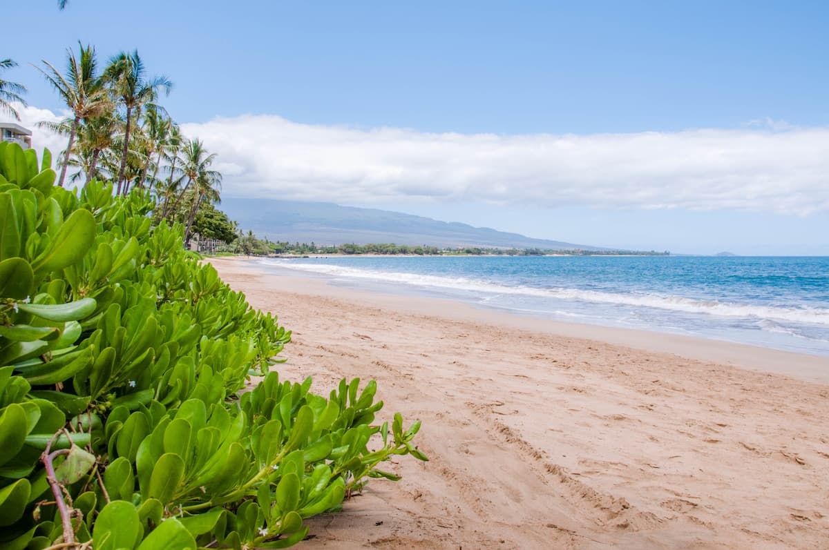 Condo in Kihei · ★4.98 · 1 bedroom · 1 bed · 1 bath - Photo 1