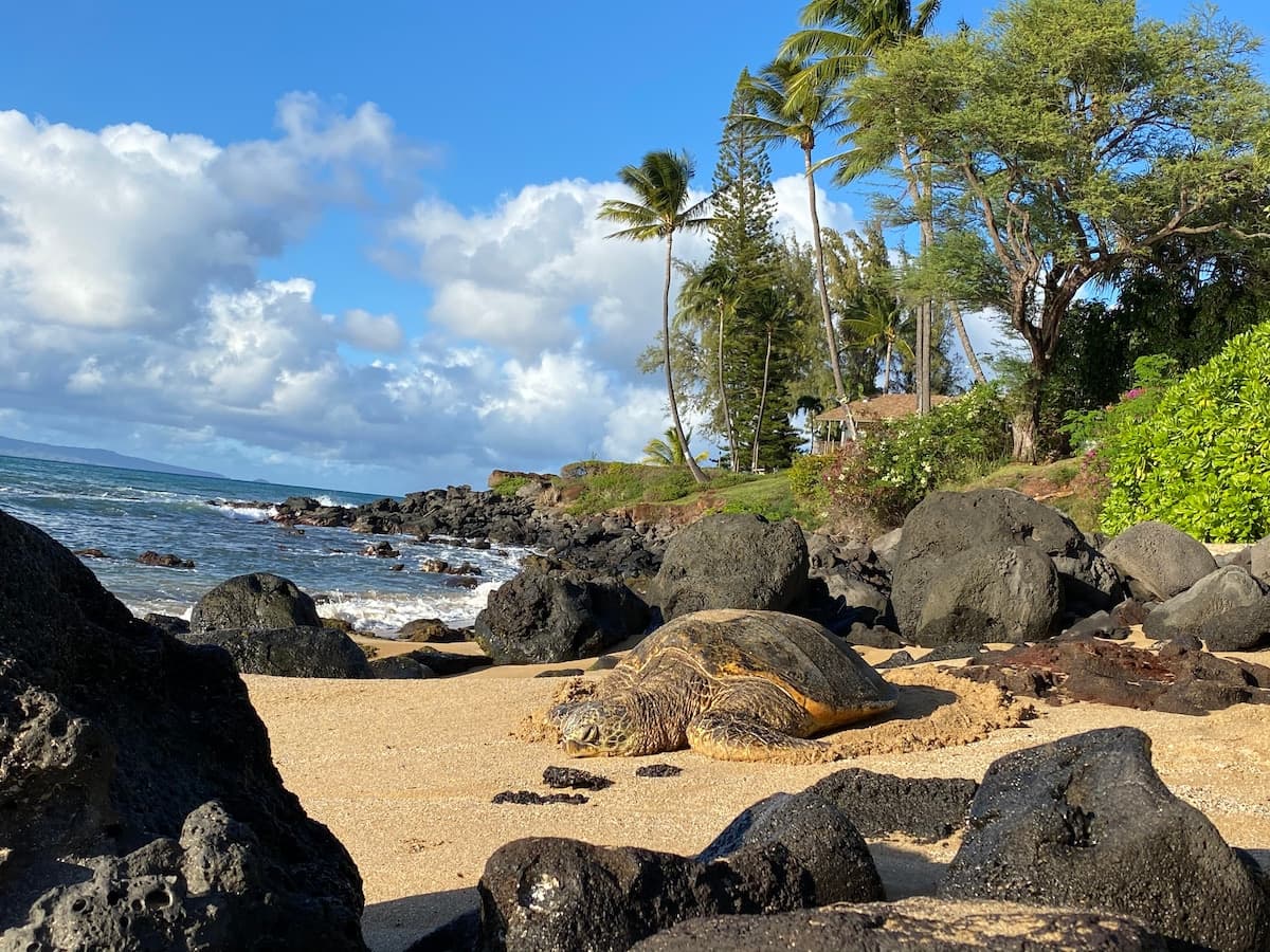 Condo in Lahaina · ★4.97 · 1 bedroom · 1 bed · 1 bath - Photo 3