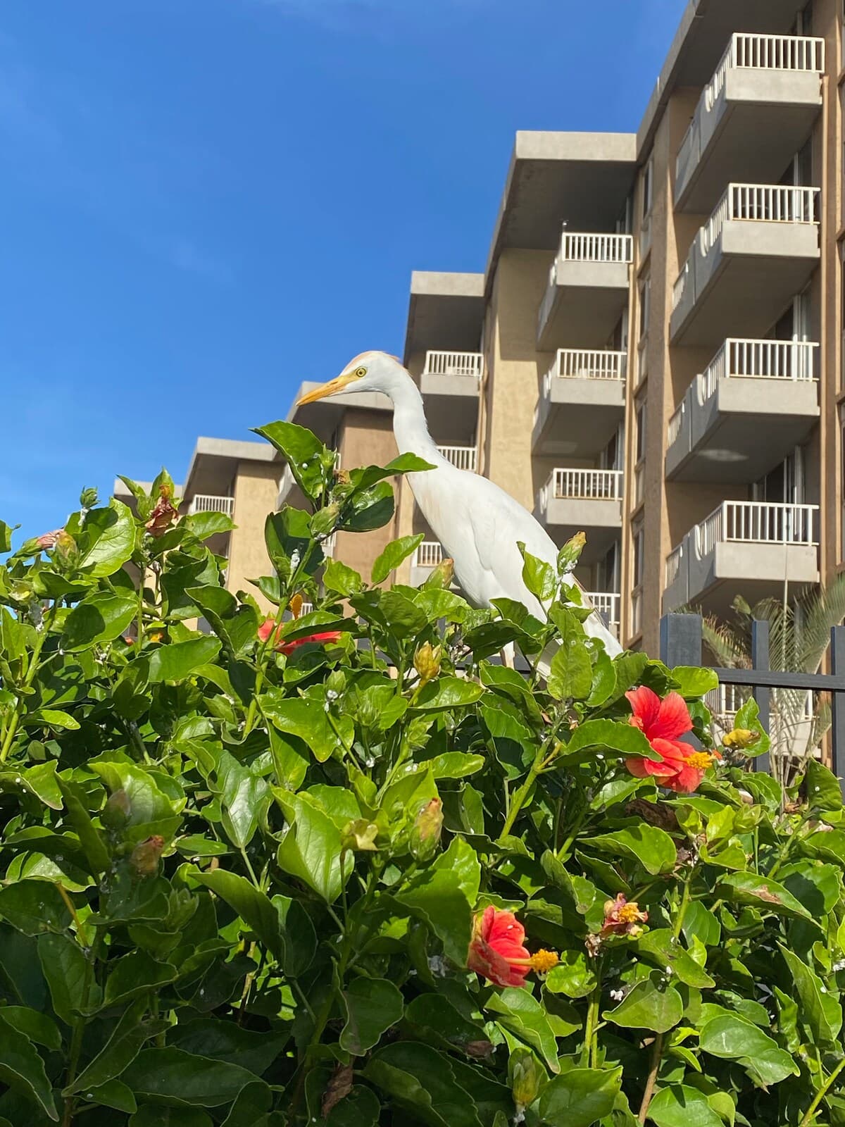 Condo in Kihei · ★4.92 · 1 bedroom · 2 beds · 2 private baths - Photo 5
