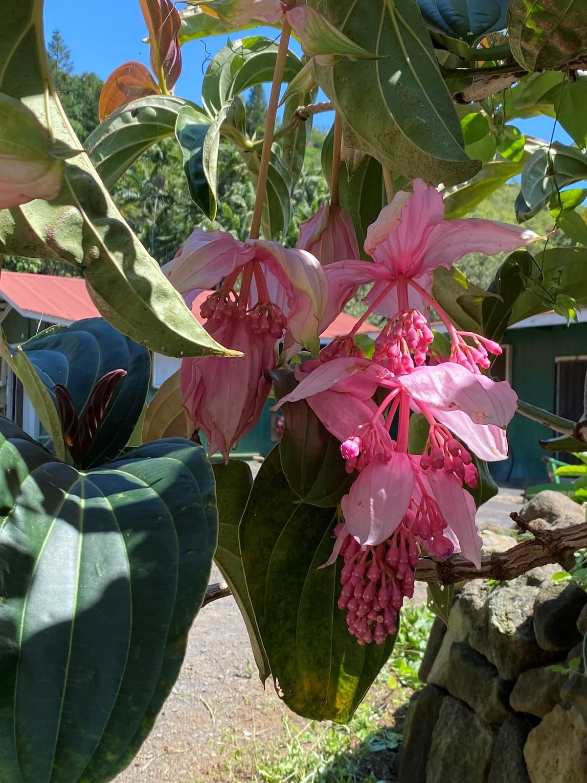Hotel in Naalehu · ★4.88 · 1 bedroom · 1 bed · 1 private bath - Photo 5