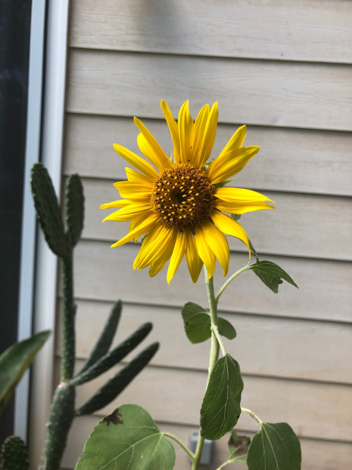 Sunflower Suite - Your Secret Garden - Photo 1