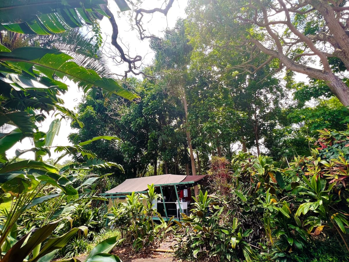 Unplug and Reset: Jungle Canopy among the trees - Photo 1