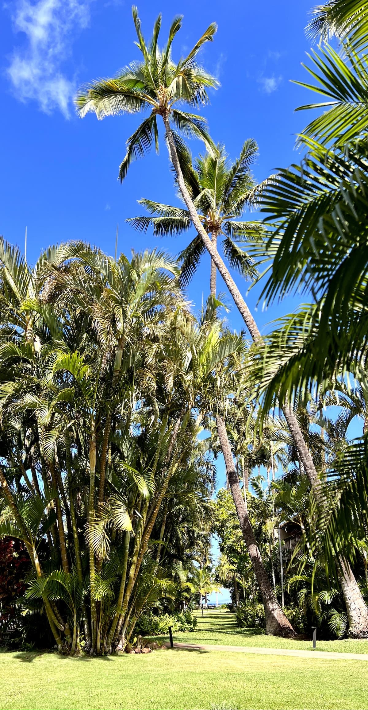 Condo in Lahaina · ★5.0 · 2 bedrooms · 4 beds · 2 baths - Photo 5