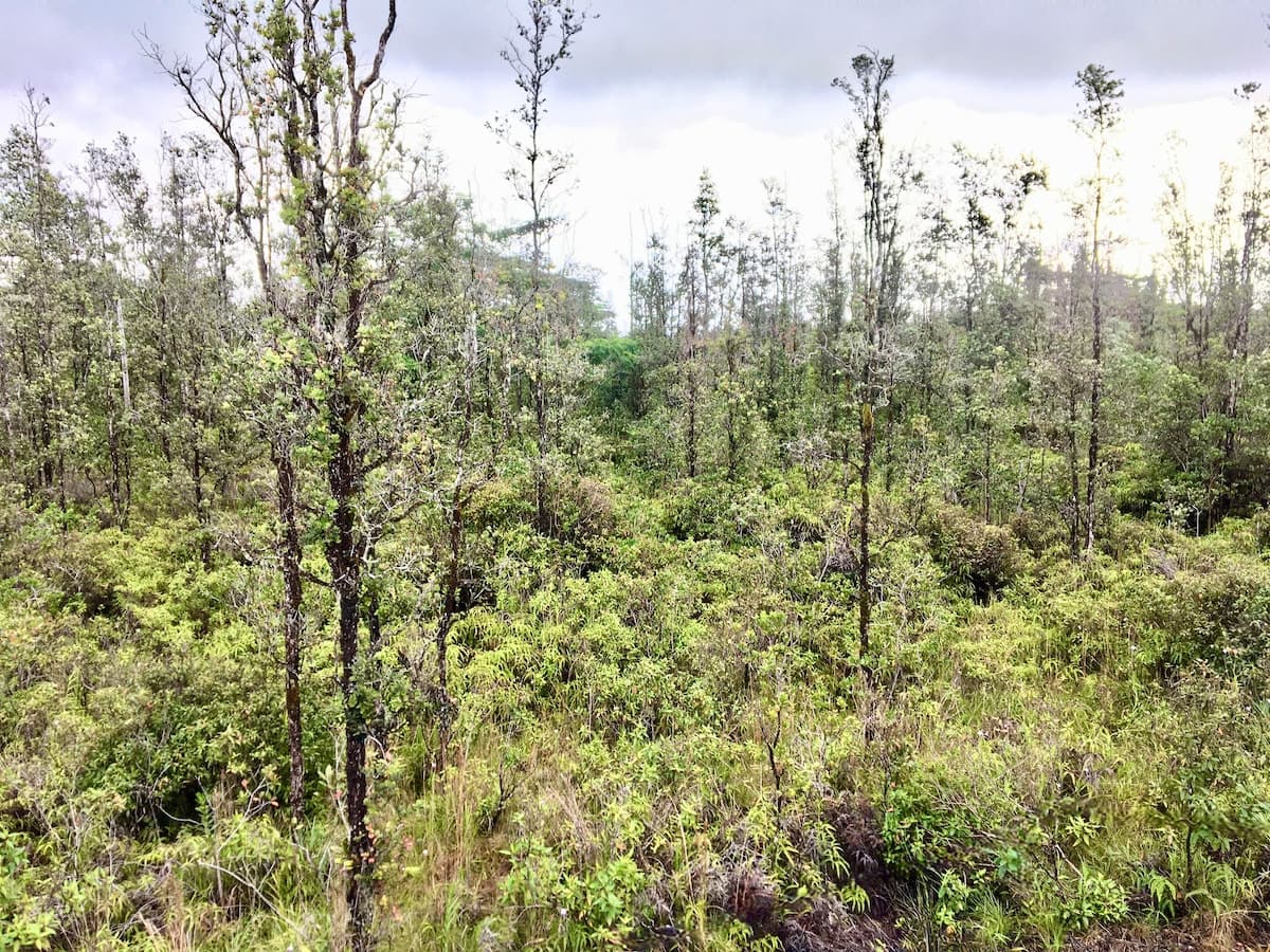 Home in Keaau · ★4.95 · 1 bedroom · 1 bed · 1 shared bath - Photo 4