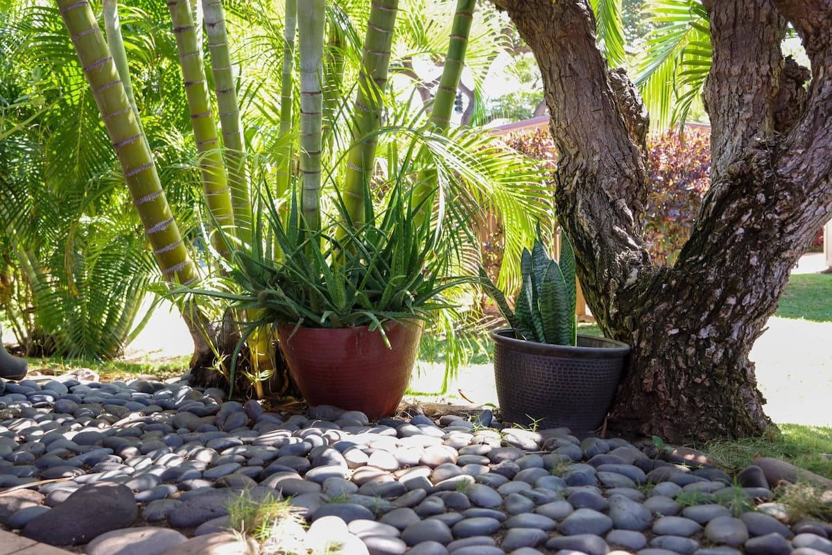 Townhouse in Lahaina · ★4.67 · 2 bedrooms · 3 beds · 2 baths - Photo 2