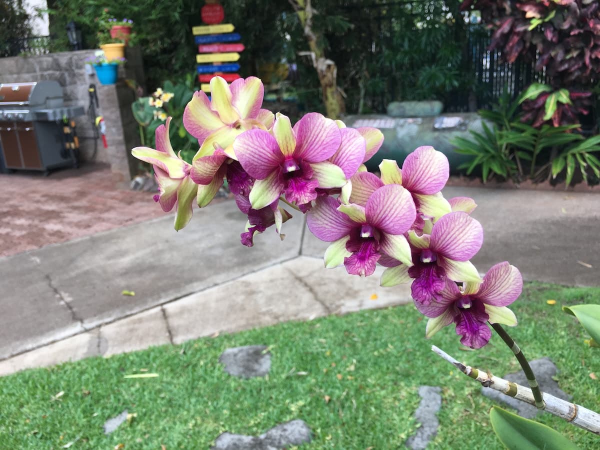 Condo in Lahaina · ★4.98 · 1 bedroom · 1 bed · 1 private bath - Photo 3