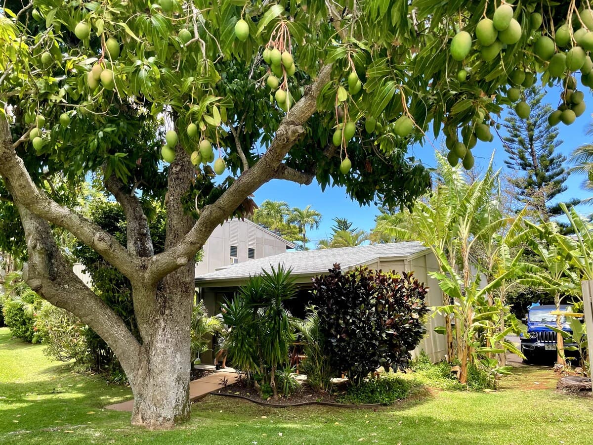 Peaceful Maui Bungalow | Ka Hale Aloha-Love Shack - Photo 2